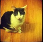 Mikey - Mâle (8 mois)