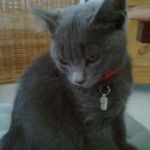 Nala, chatte de ma grand-mère - (4 mois)