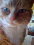 ginger - (10 mois)