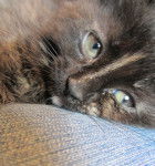 Marguerite - (10 mois)