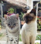 Grisou et Caramel - Mâle (11 ans)