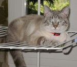 Titi - Mâle (5 ans)