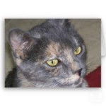 Lilly,Samson,Callie,and Patches - (4 ans)