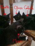 Minette, Minus, Oliver et Coluche. -