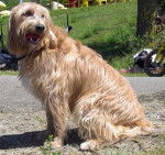 llano - Mâle (3 ans)