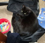 nufus (nickname) - Mâle (3 ans)