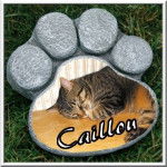 Caillou - Mâle (4 ans)