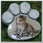 Bandy (dcd) - Mâle (1 an)