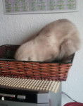 Blanche-neige (Mimie) - (6 mois)