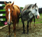 Hunter and Danny Boy - Mâle (7 ans)