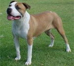Keisha - American Staffordshire Terrier (8 mois)