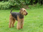 Ubac Med - Airedale Terrier Mâle (8 ans)