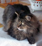 Champion - Mâle (6 ans)