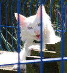 valentin - Mâle (8 ans)