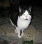 simba - Mâle (3 ans)