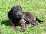 enjoy - Shar-Peï (2 ans)
