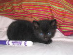 Spartan (When he was a kitten) - Mâle (1 mois)
