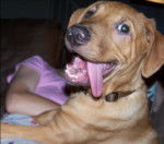 Copper - Rhodesian Ridgeback M&acirc;le (1 an)