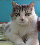 Papyrus - Mâle (10 ans)