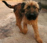 cirus - Berger de Brie Mâle (1 an)