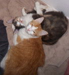 Scout - Mâle (2 ans)