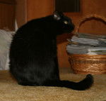 Crow - Mâle (12 ans)