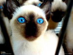 Siamese Cat - (3 ans)