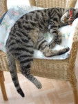 Caline (qui dort) - (2 ans)