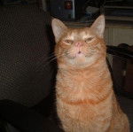 Oliver - Mâle (3 ans)