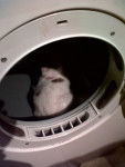 mon chat dans la machine a lave -