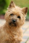Todo - Cairn Terrier Mâle (2 ans)