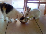 lili (chat dysparu) et plume (Lapin mort) -