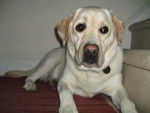 Beauty - Labrador Retriever