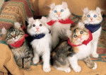 American Curl Pack -