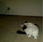 bobo - Mâle (3 ans)