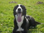 Lune - Border Collie (7 ans)