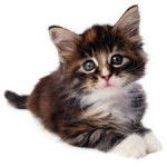 dinemight - (2 mois)