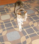 kweziiz - Mâle (5 ans)