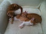 my cats - (2 mois)
