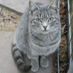 Méphisto - Mâle (3 ans)