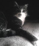 Mein Katerchen - Mâle (15 ans)