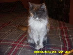 Kitty (She was a foster cat) - (6 mois)