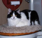 losey - Mâle (7 ans)