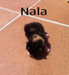 Nala - (1 mois)