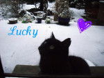 Lucky - (10 ans)