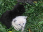 CUTE LITTLE KITTENS - (1 mois)
