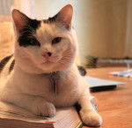 Farwest - Mâle (2 ans)