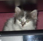 Shumi - Mâle (10 mois)