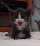 Hercules - Mâle (1 mois)