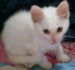 Tom - Mâle (2 mois)